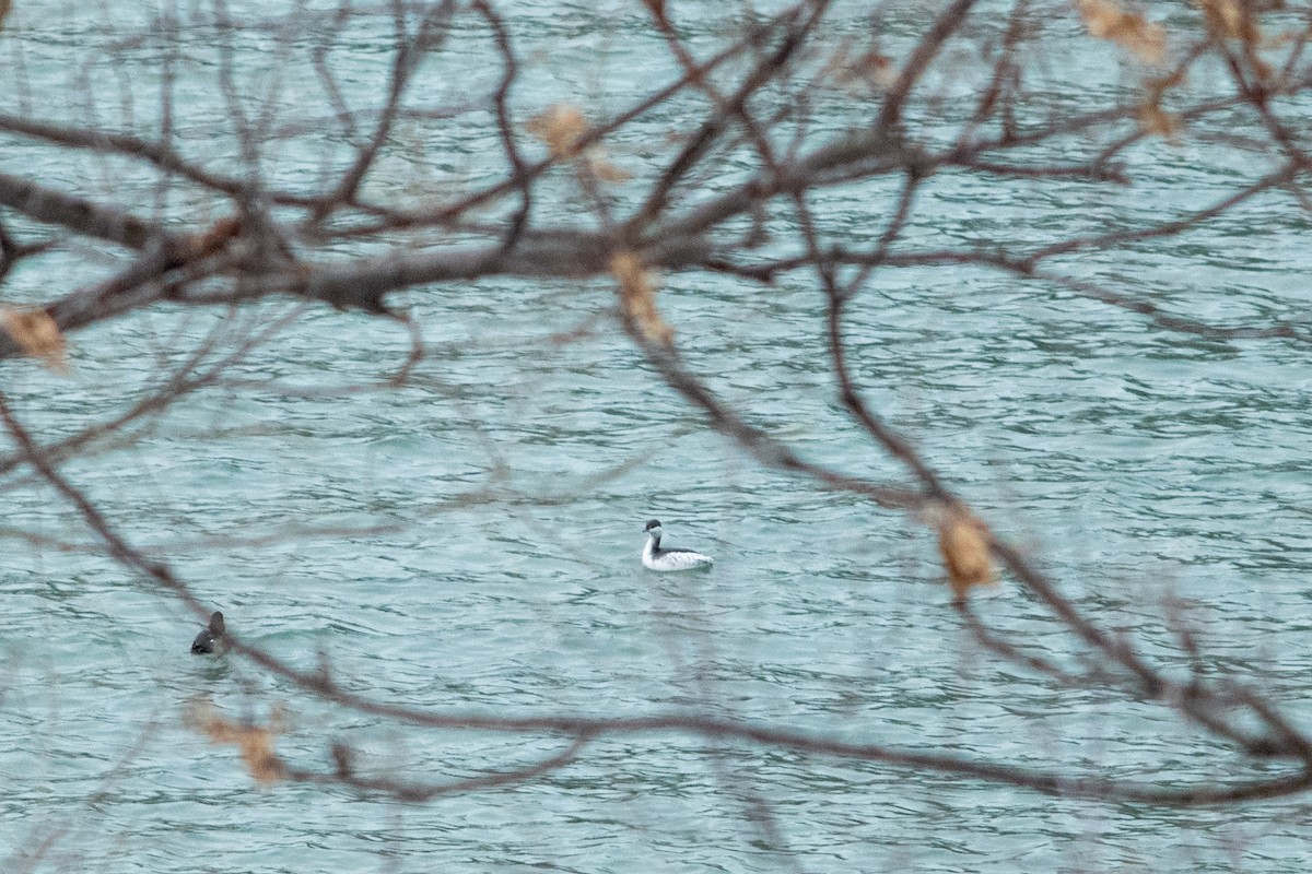 Красношейная поганка - ML647209782