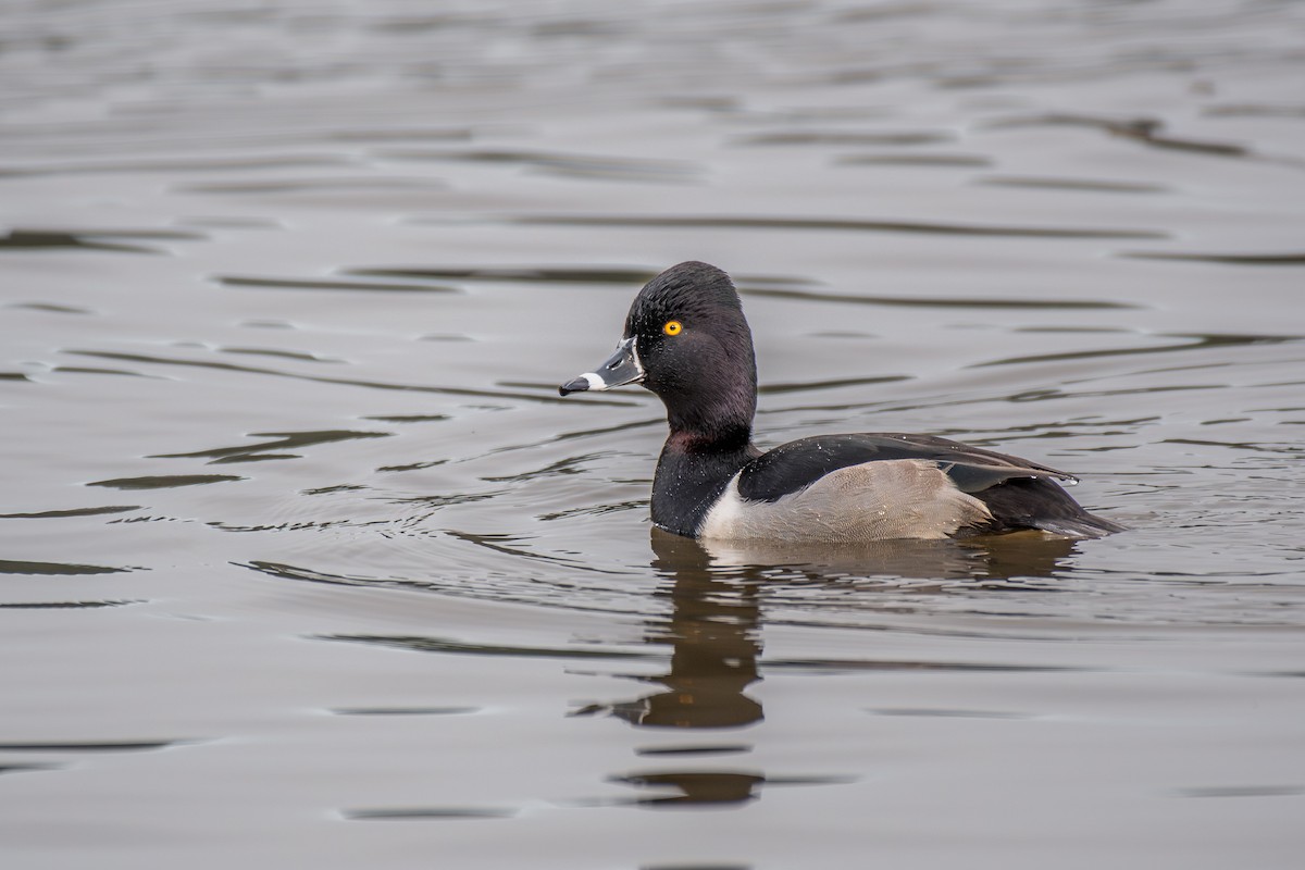 Кольчатая чернеть - ML647209783