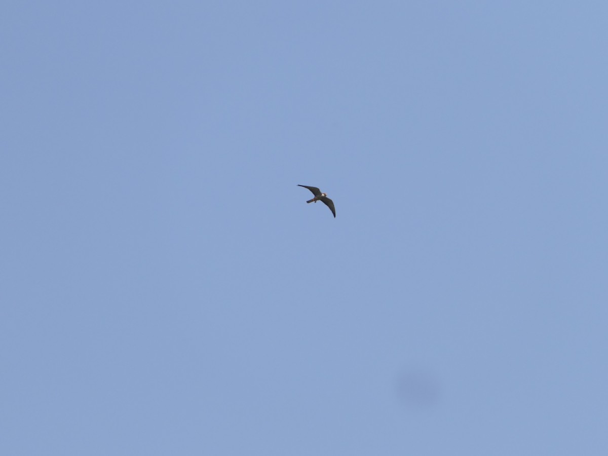 Amur Falcon - ML647209786