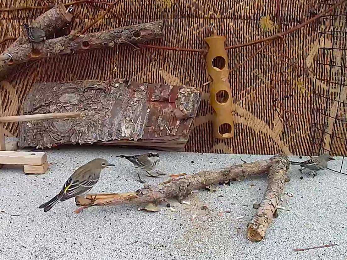 Миртовый певун - ML647209788