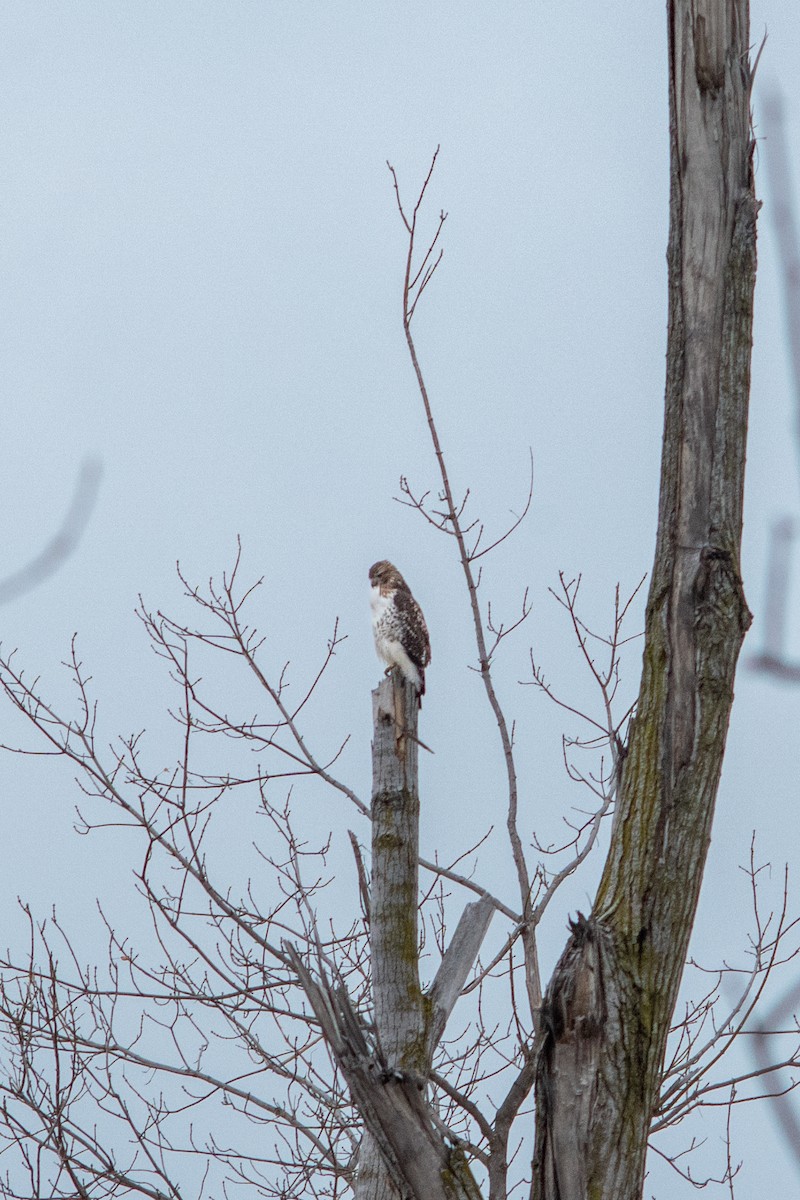 Краснохвостый канюк - ML647209790