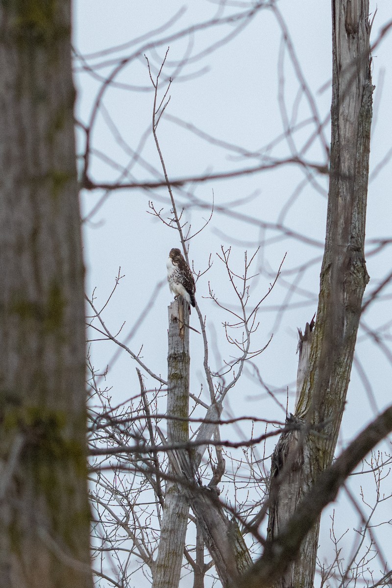 Краснохвостый канюк - ML647209791