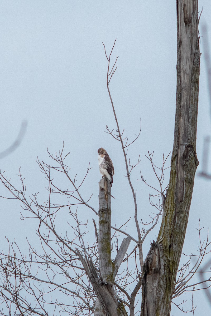 Краснохвостый канюк - ML647209792