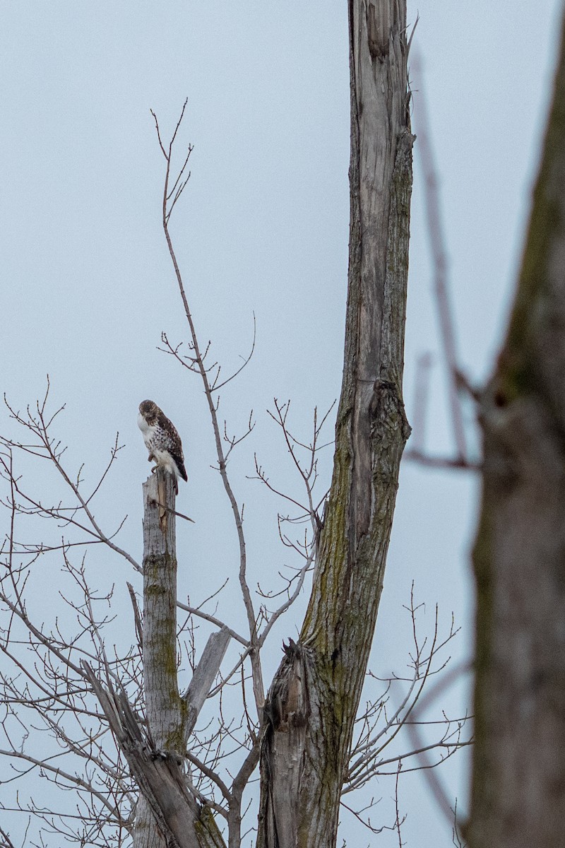 Краснохвостый канюк - ML647209793