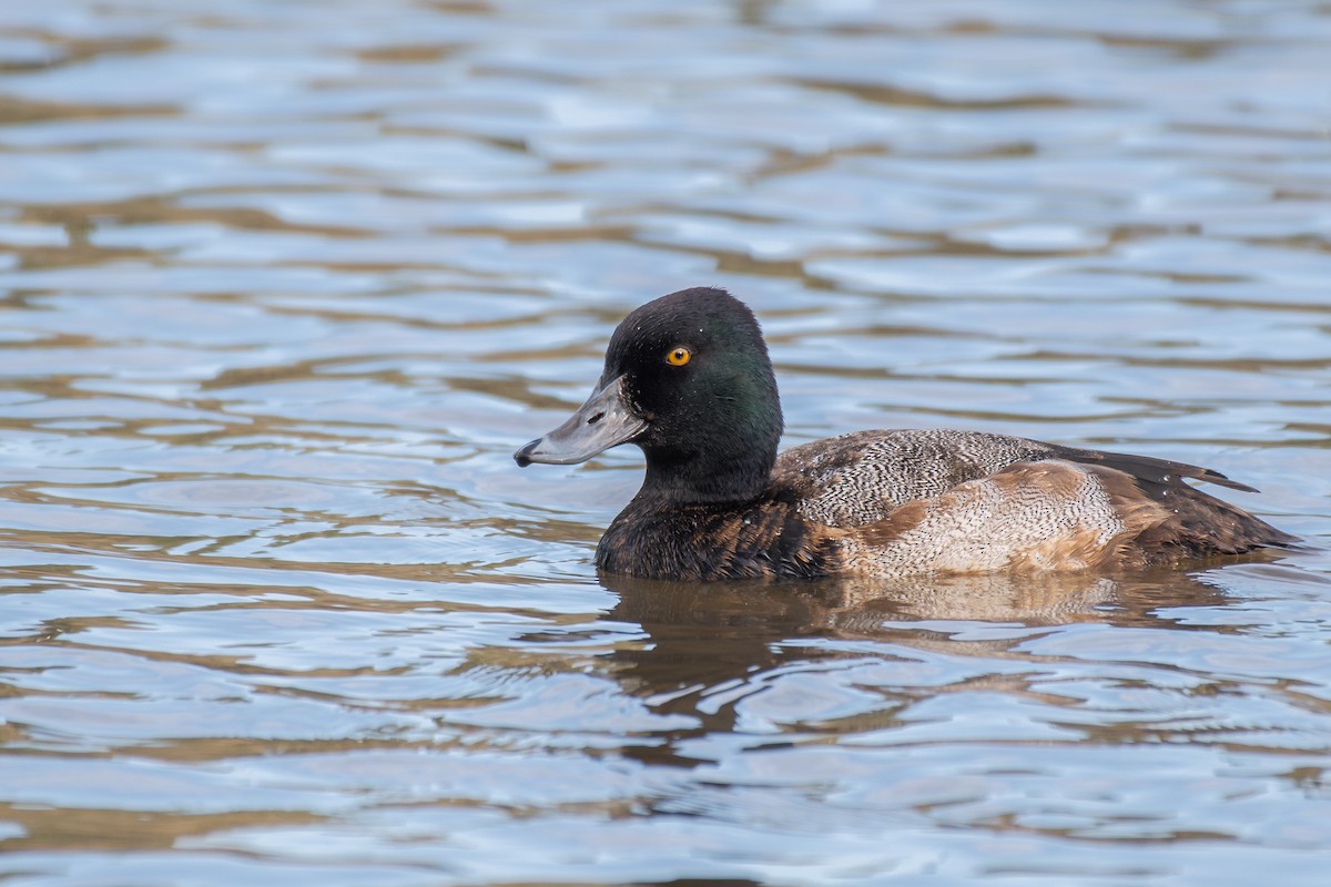 Малая морская чернеть - ML647209794
