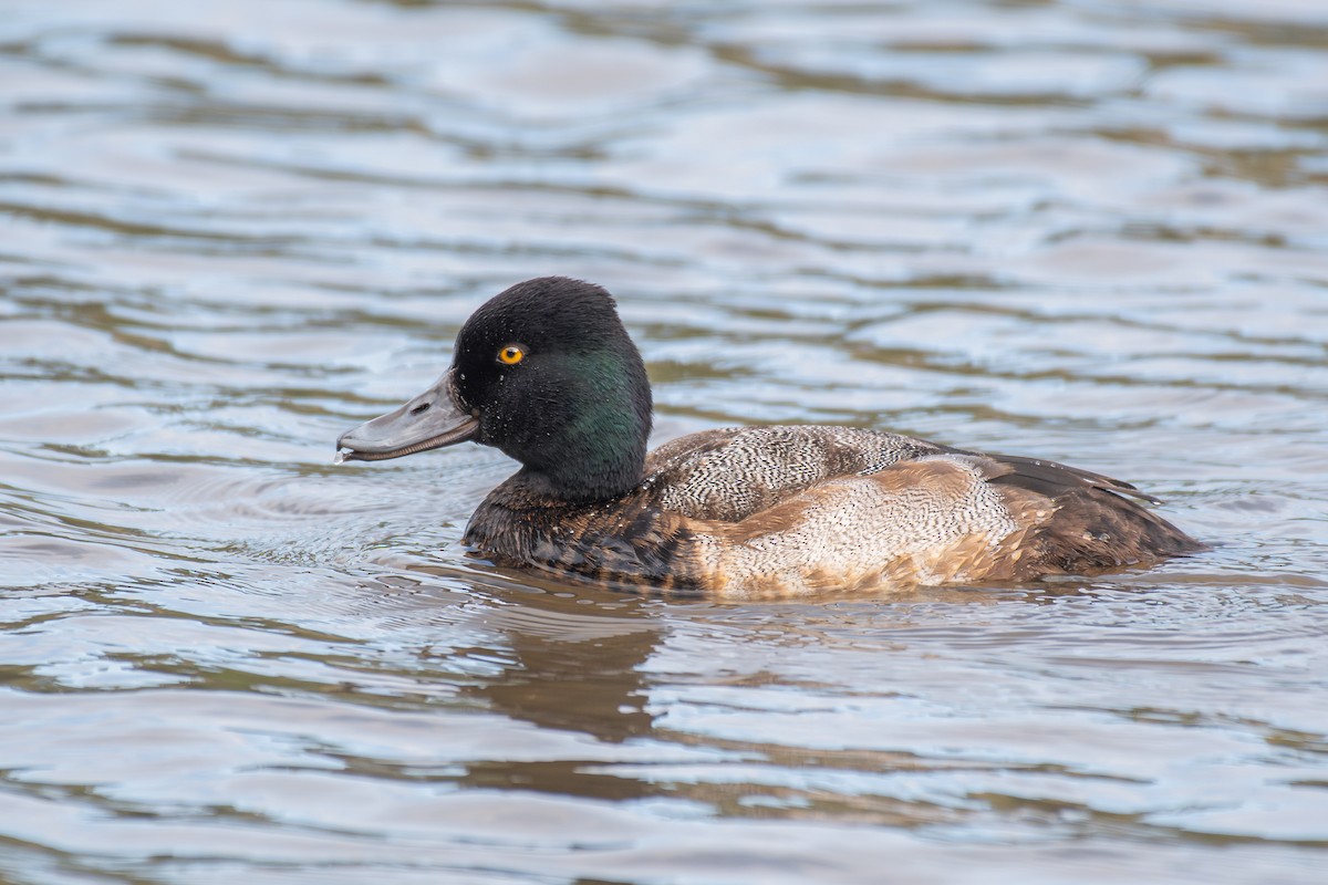 Малая морская чернеть - ML647209796