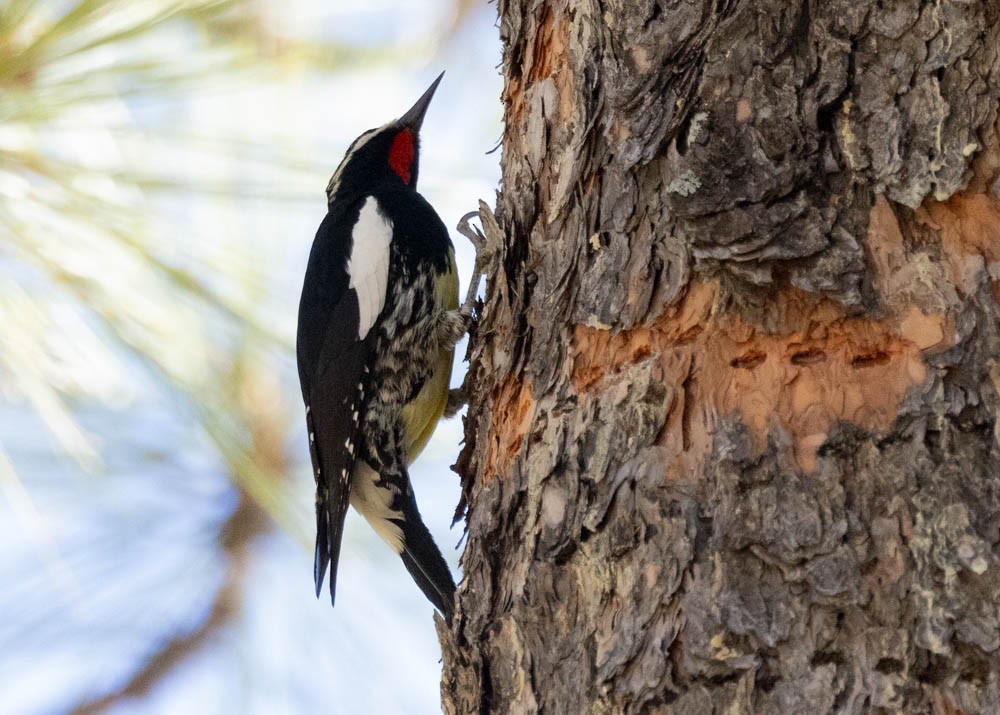 Сосновый дятел-сокоед - ML647209800