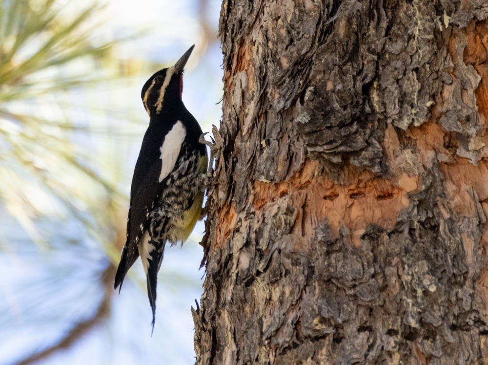 Сосновый дятел-сокоед - ML647209801