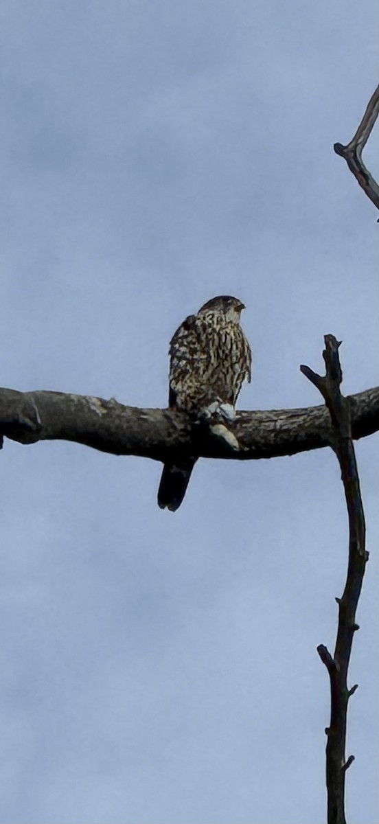 Дербник (columbarius) - ML647209803