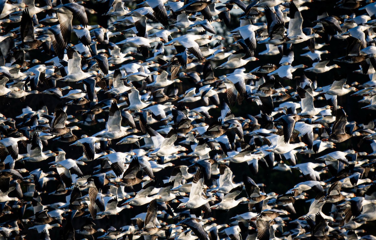 Белый гусь - ML647209804