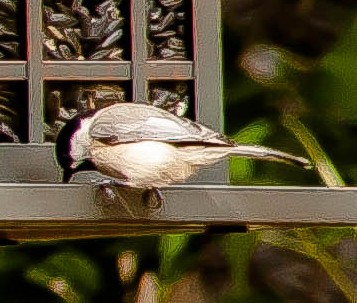 Каролинская гаичка - ML647209808