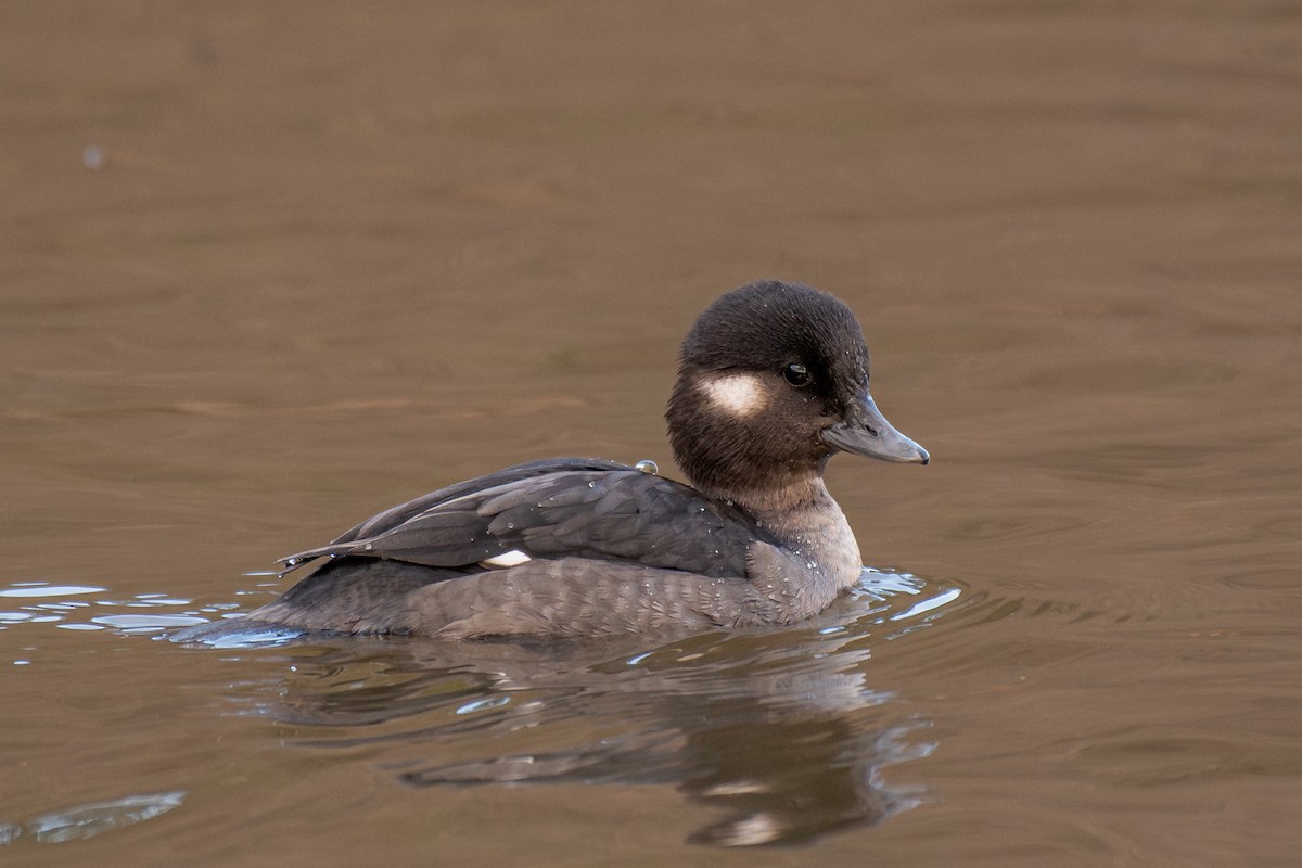 Гоголь-головастик - ML647209809