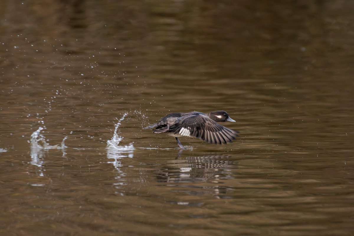 Гоголь-головастик - ML647209811