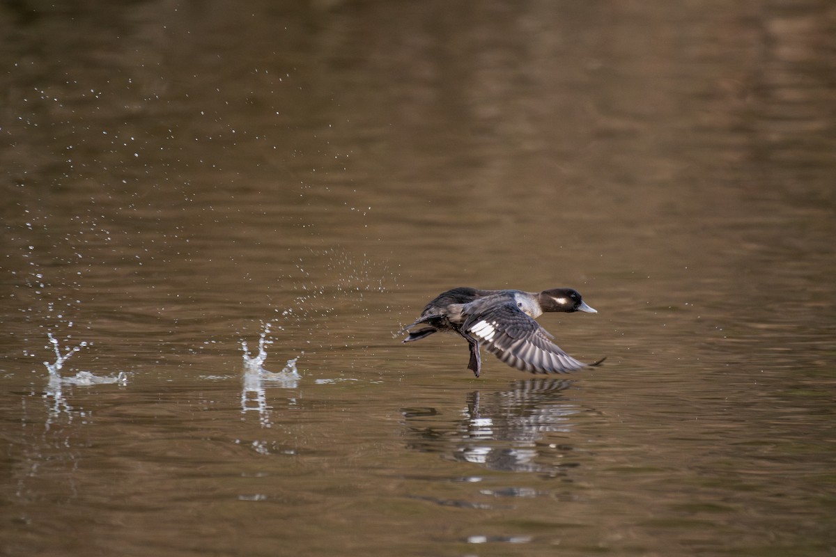 Гоголь-головастик - ML647209812