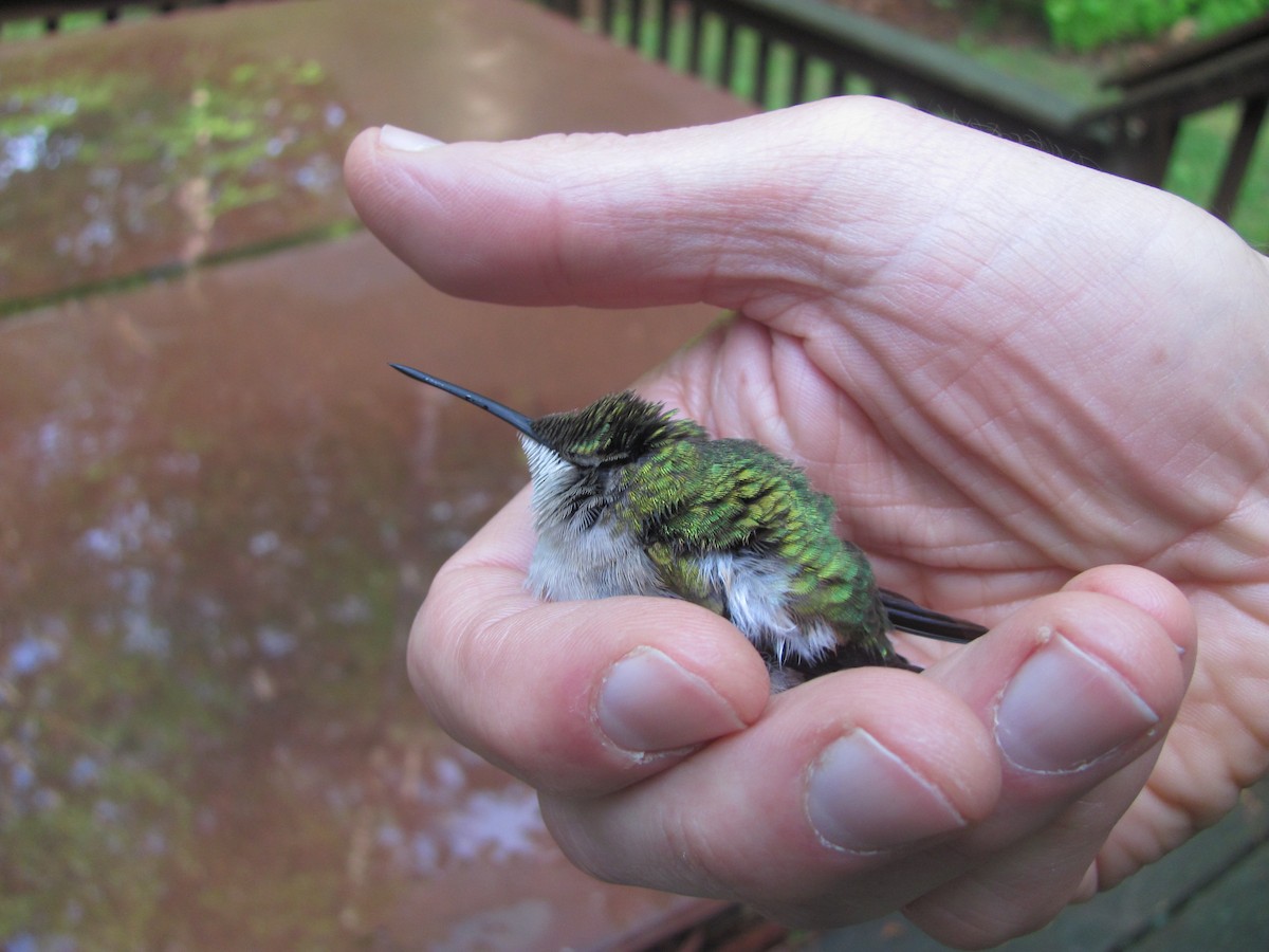 Рубиновогорлый колибри - ML647209813