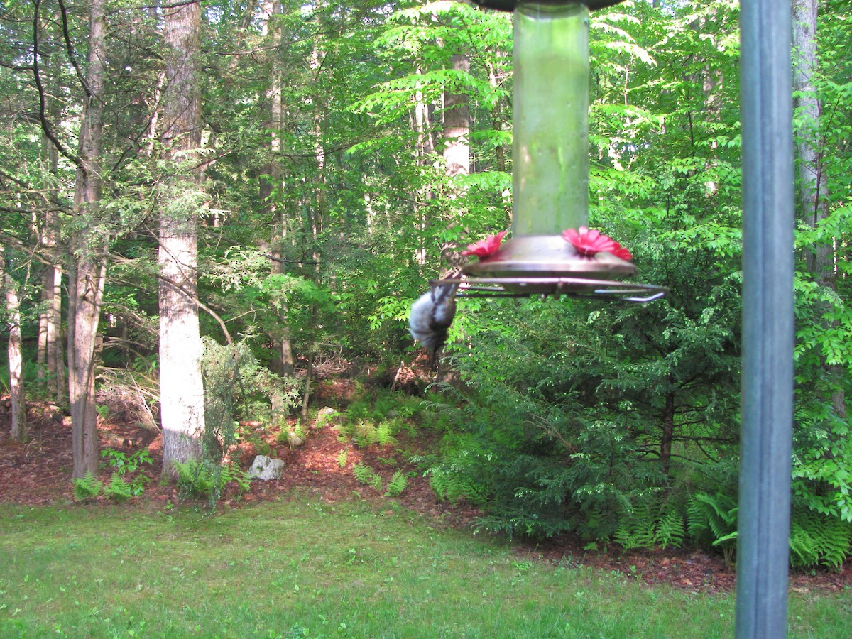 Рубиновогорлый колибри - ML647209814