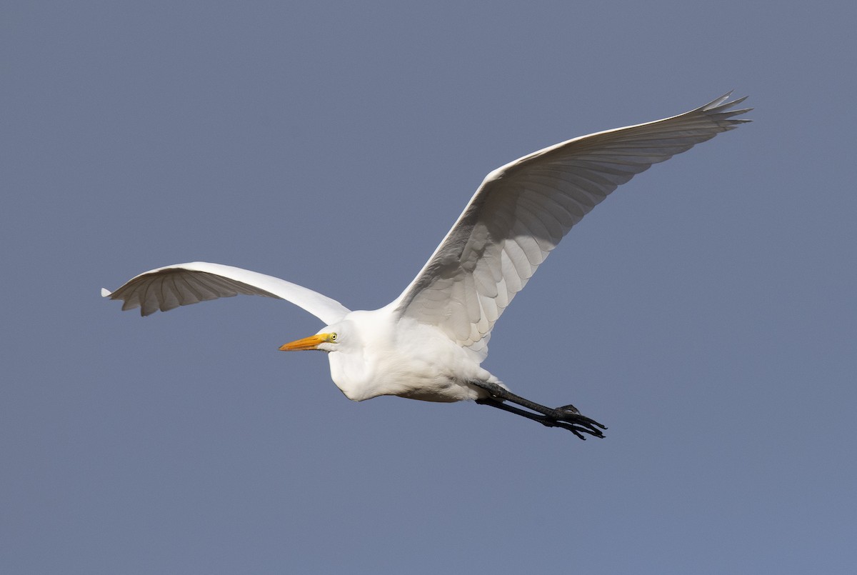 Great Egret - ML647209815