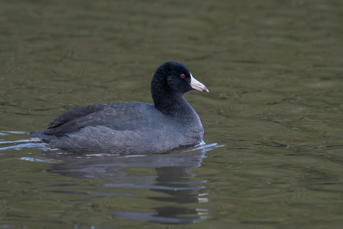 Kopetazuri amerikarra - ML647209819