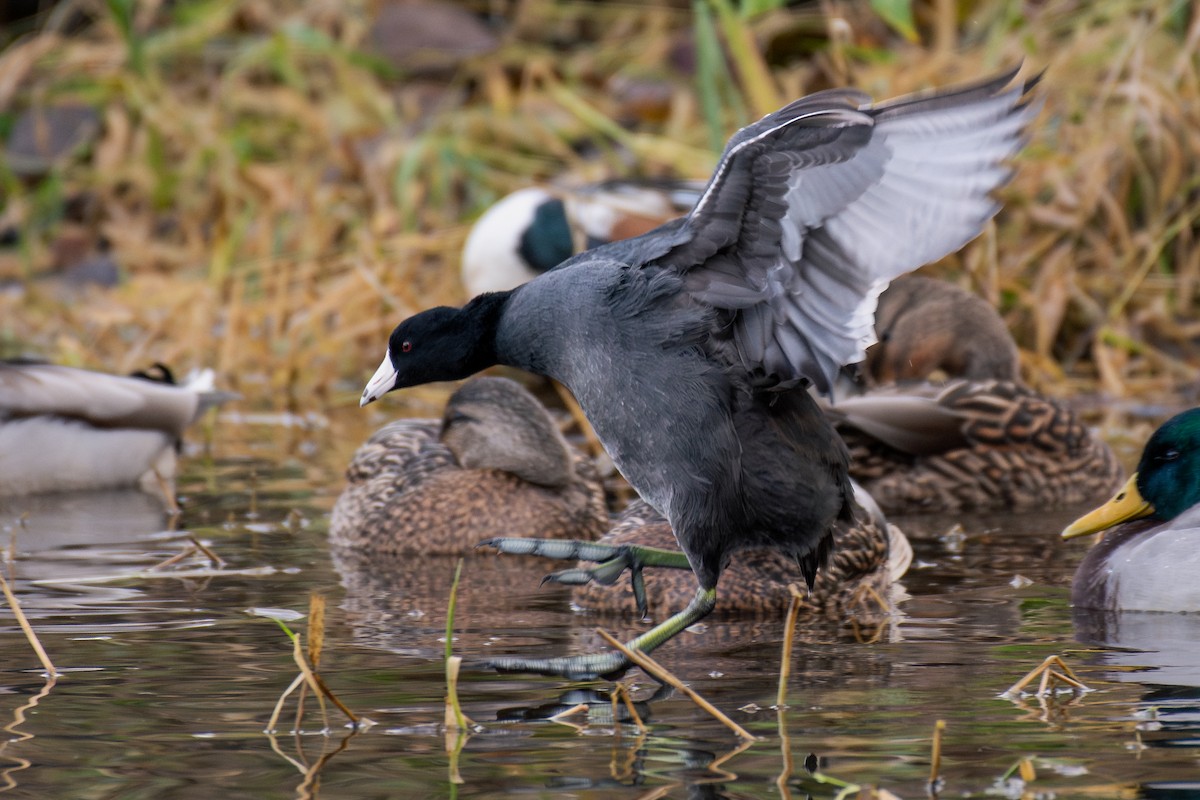 Kopetazuri amerikarra - ML647209820