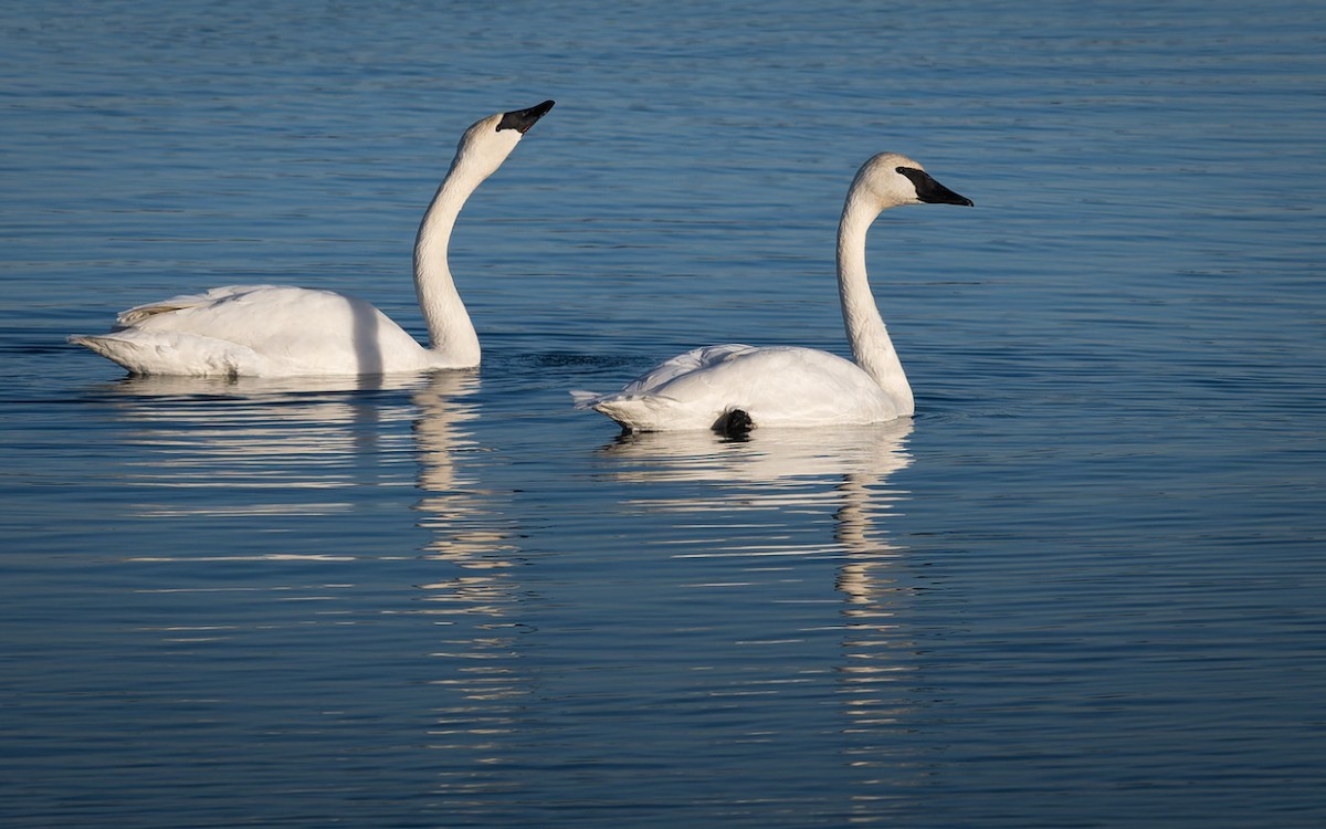 Trumpeter Swan - ML647209847