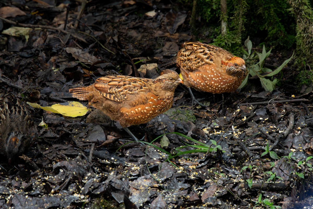Spotted Wood-Quail - ML647209875