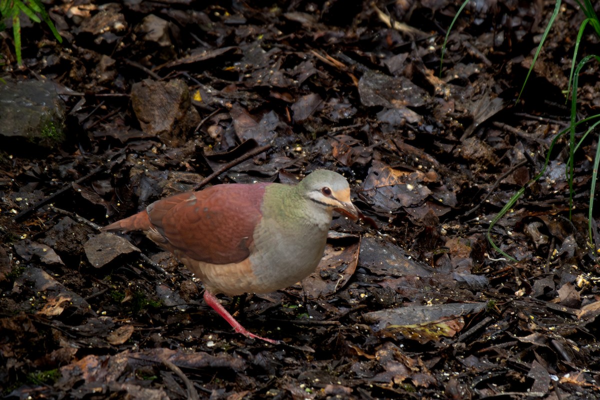 Buff-fronted Quail-Dove - ML647209879