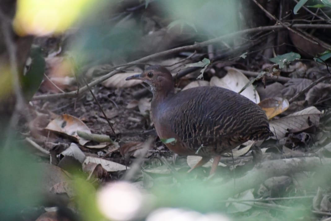 Thicket Tinamou - ML647209890