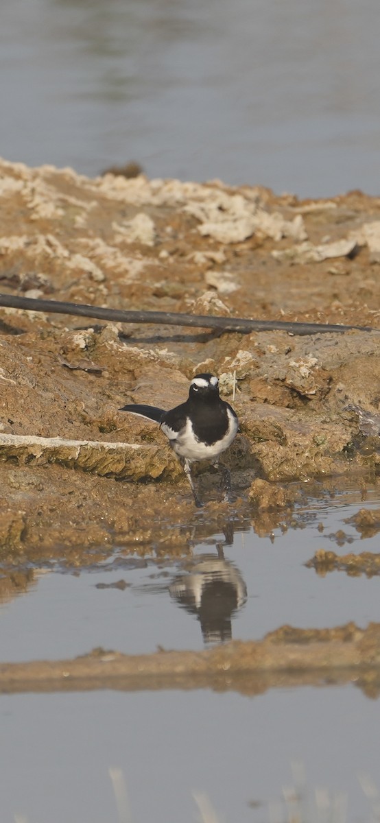 konipas indický - ML647209891