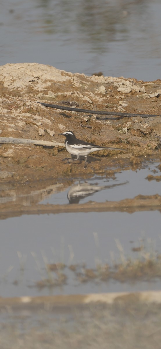 konipas indický - ML647209892