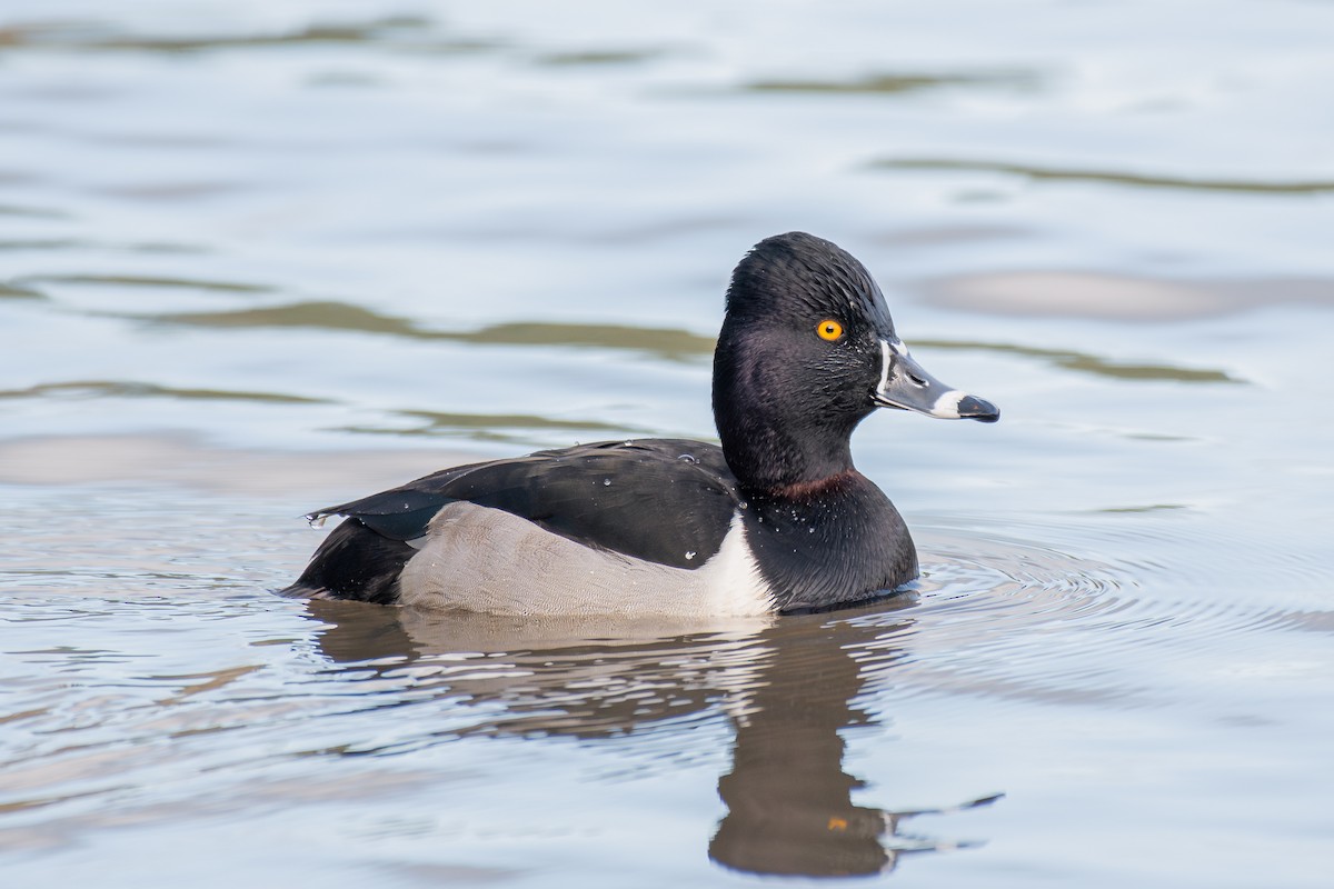 Ring-necked Duck - ML647209894
