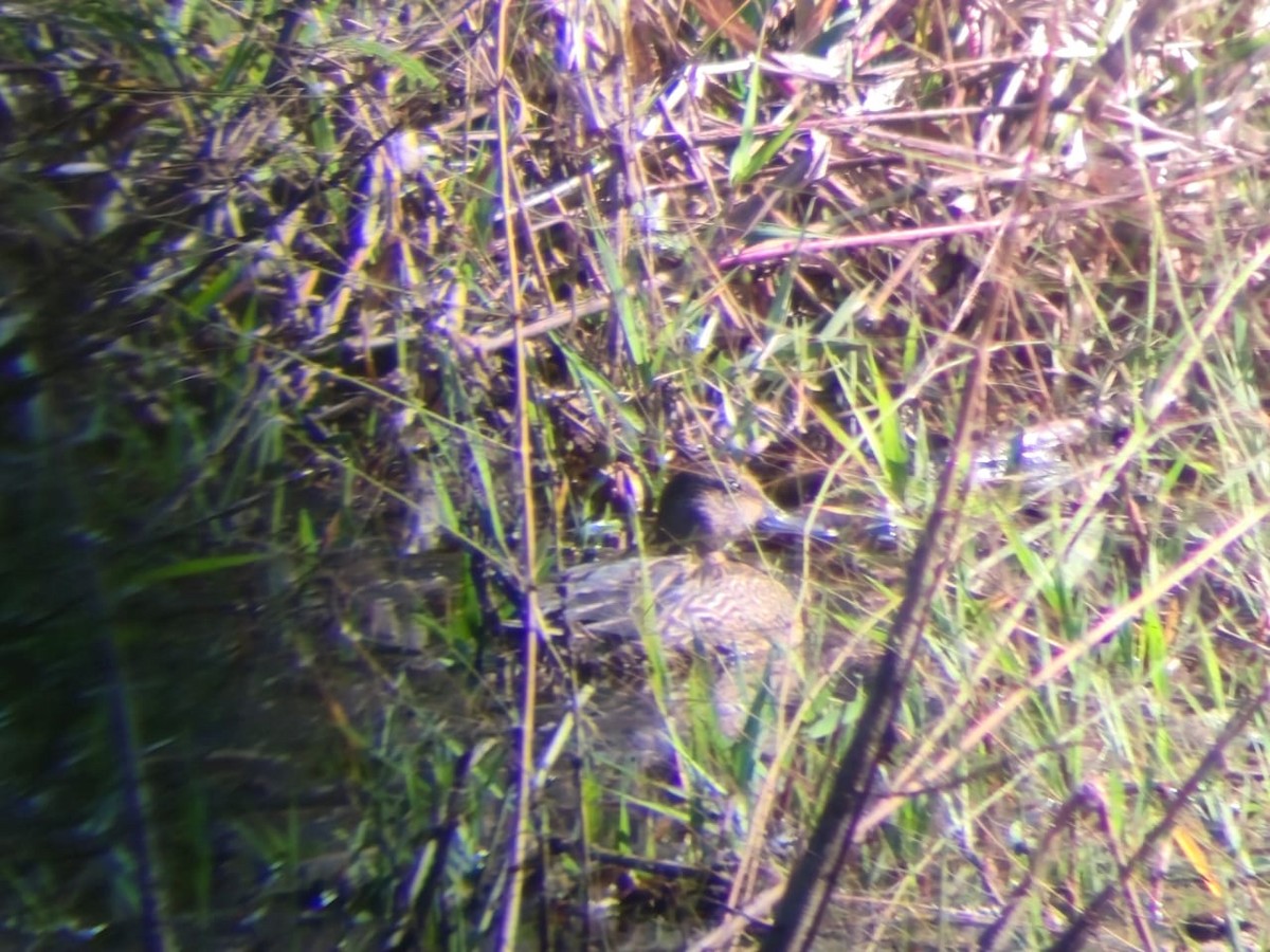 Шовтгор алаг нугас - ML647209895