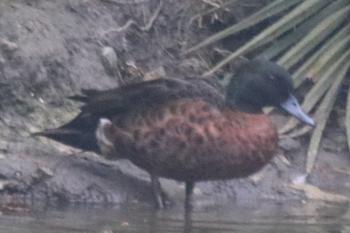 Kastanienente - ML647209901