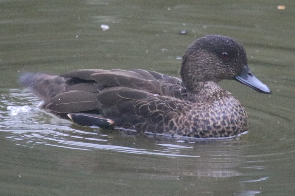 Kastanienente - ML647209902