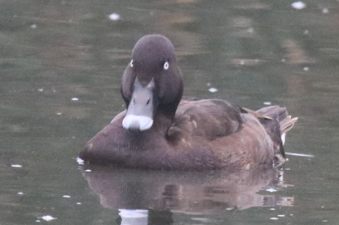 Hardhead - ML647209905