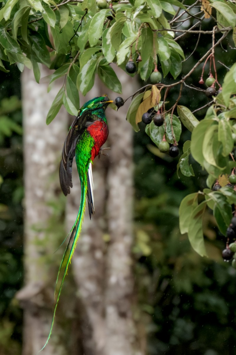 Resplendent Quetzal - ML647209913