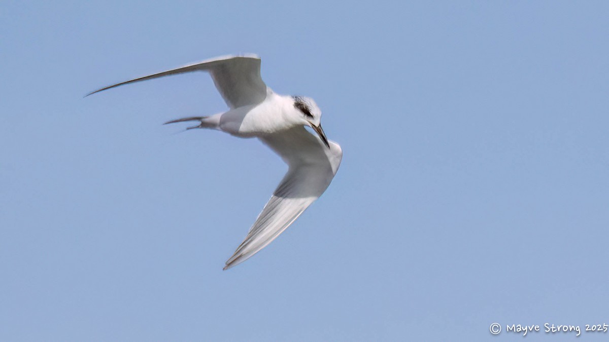 Forster's Tern - ML647209917