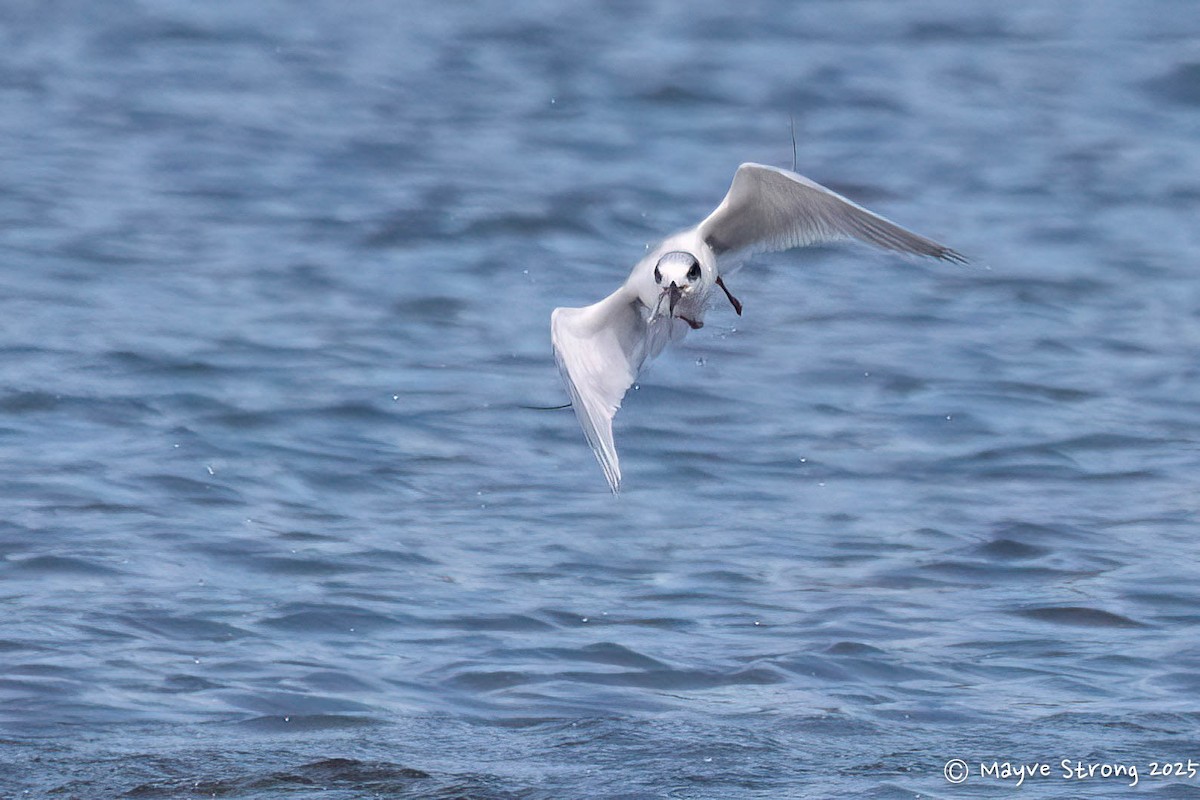 Forster's Tern - ML647209918