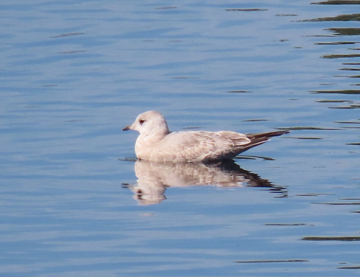Short-billed Gull - ML647209919
