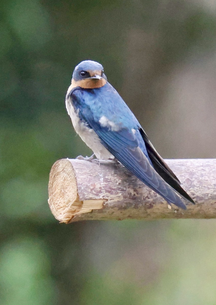Angola Swallow - ML647209941
