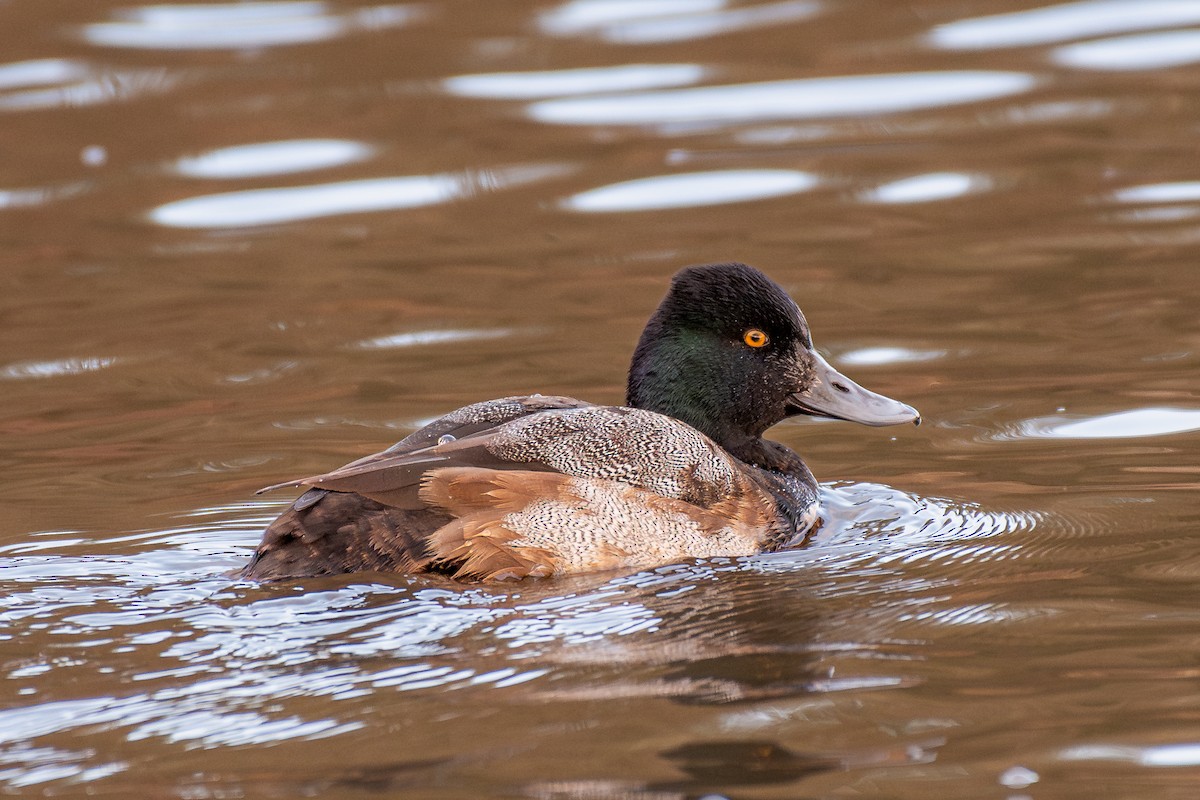 Lesser Scaup - ML647209949
