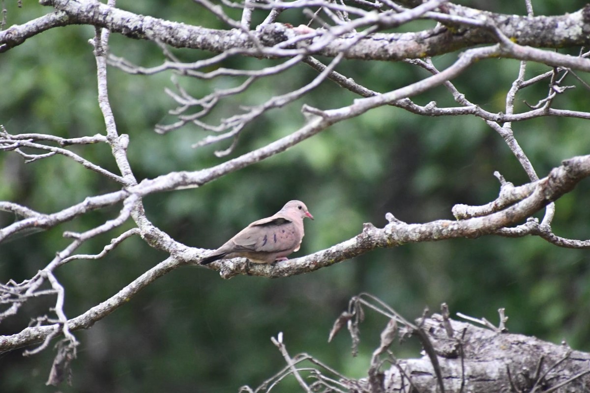 Common Ground Dove - ML647209956