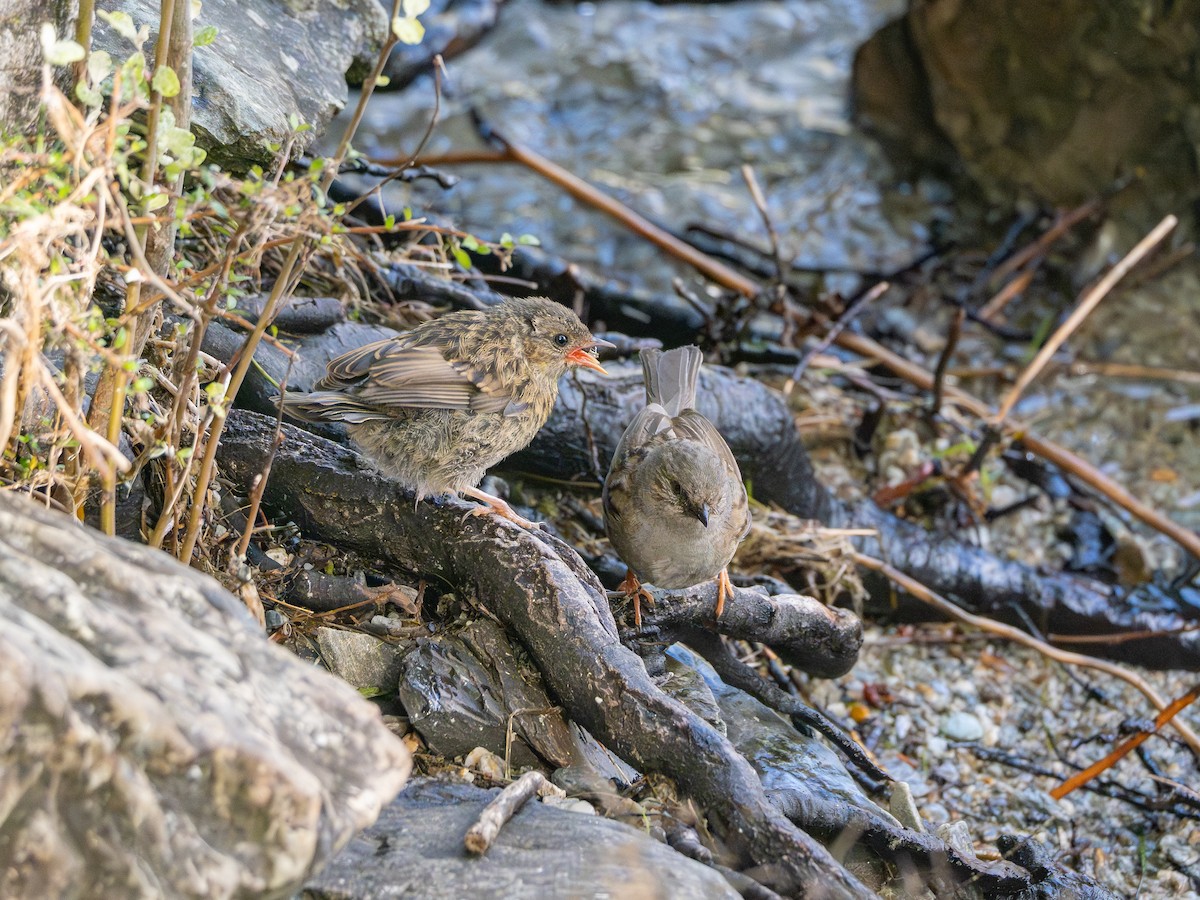 Accenteur mouchet - ML647209967