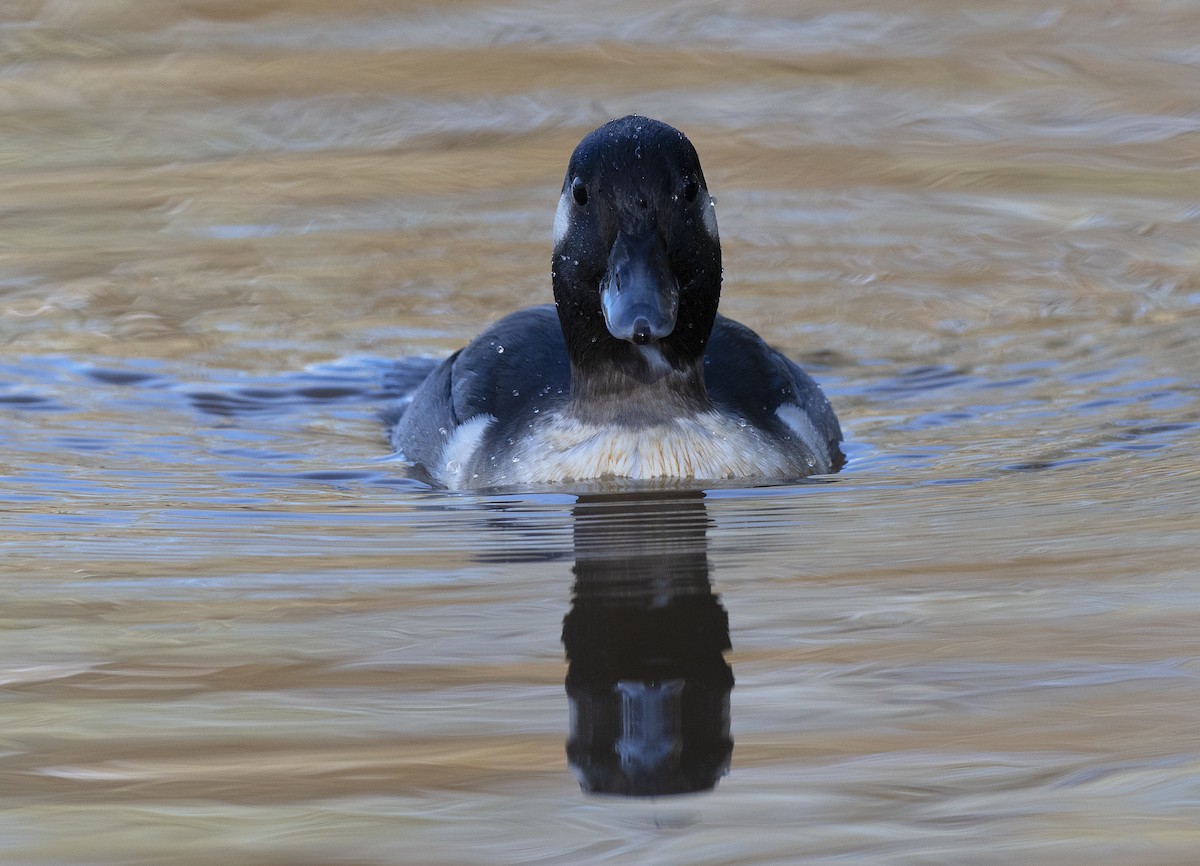 Гоголь малий - ML647209976