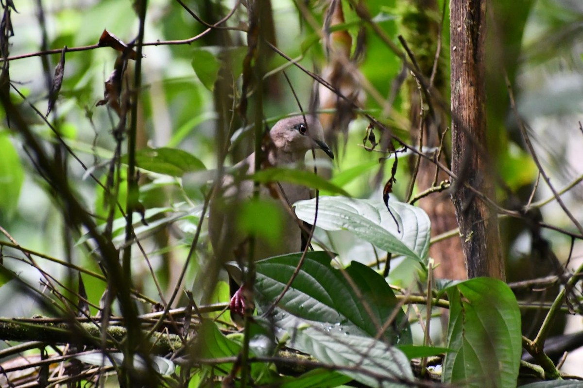 White-tipped Dove - ML647209977