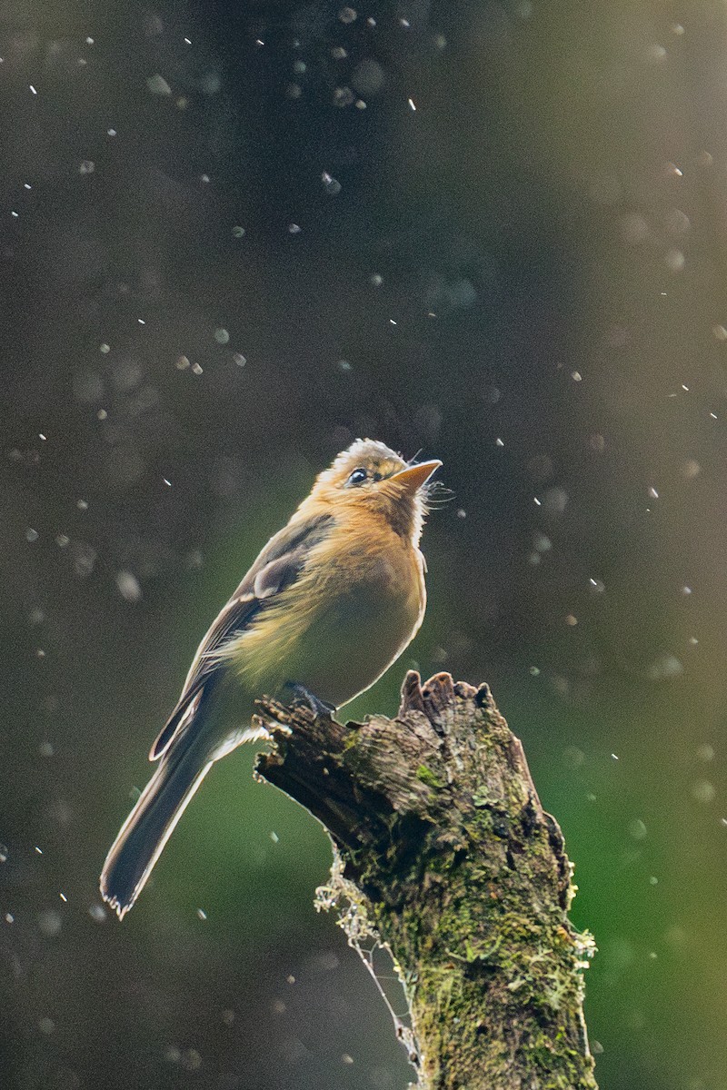 Dark Pewee - ML647209978