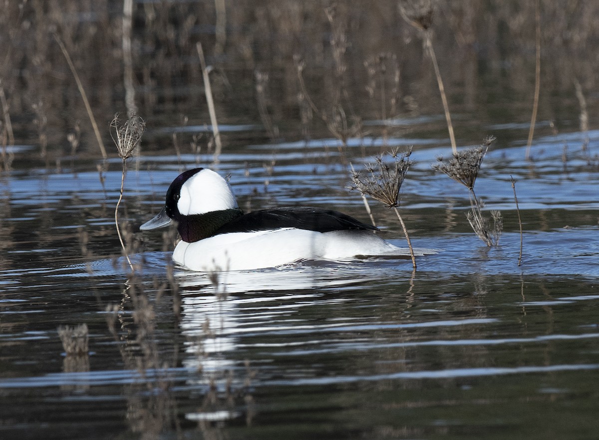 Bufflehead - ML647209981