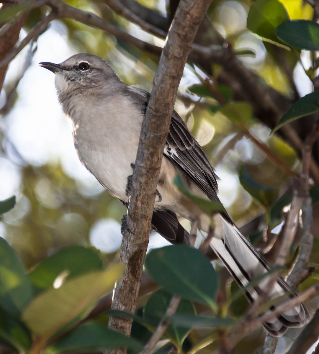 Northern Mockingbird - ML647209985