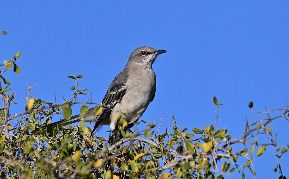 Northern Mockingbird - ML647209993