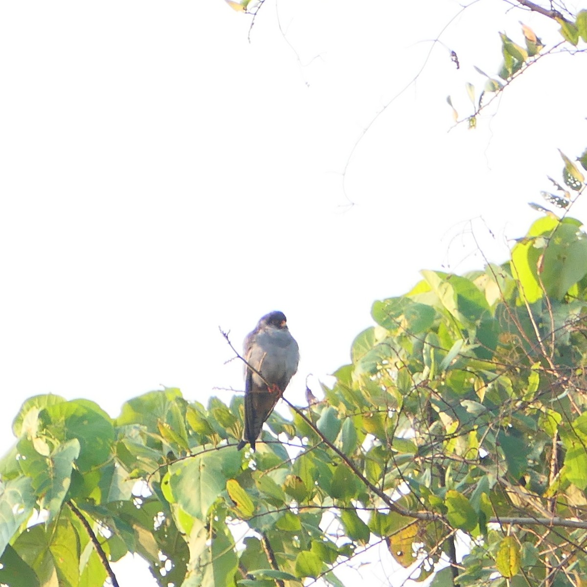 Amur Falcon - ML647209994