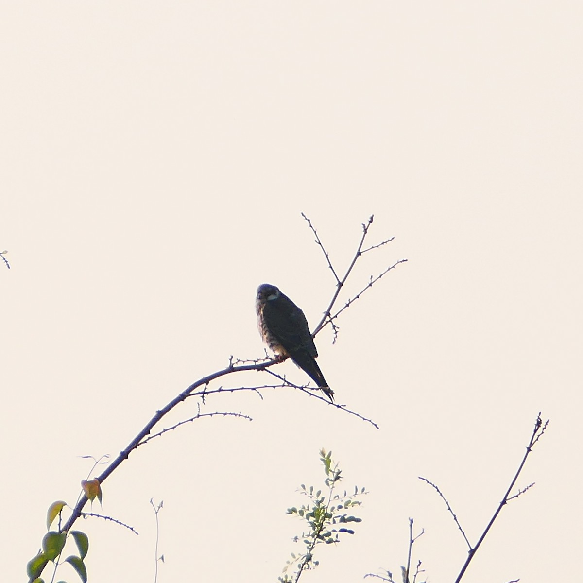 Amur Falcon - ML647209995